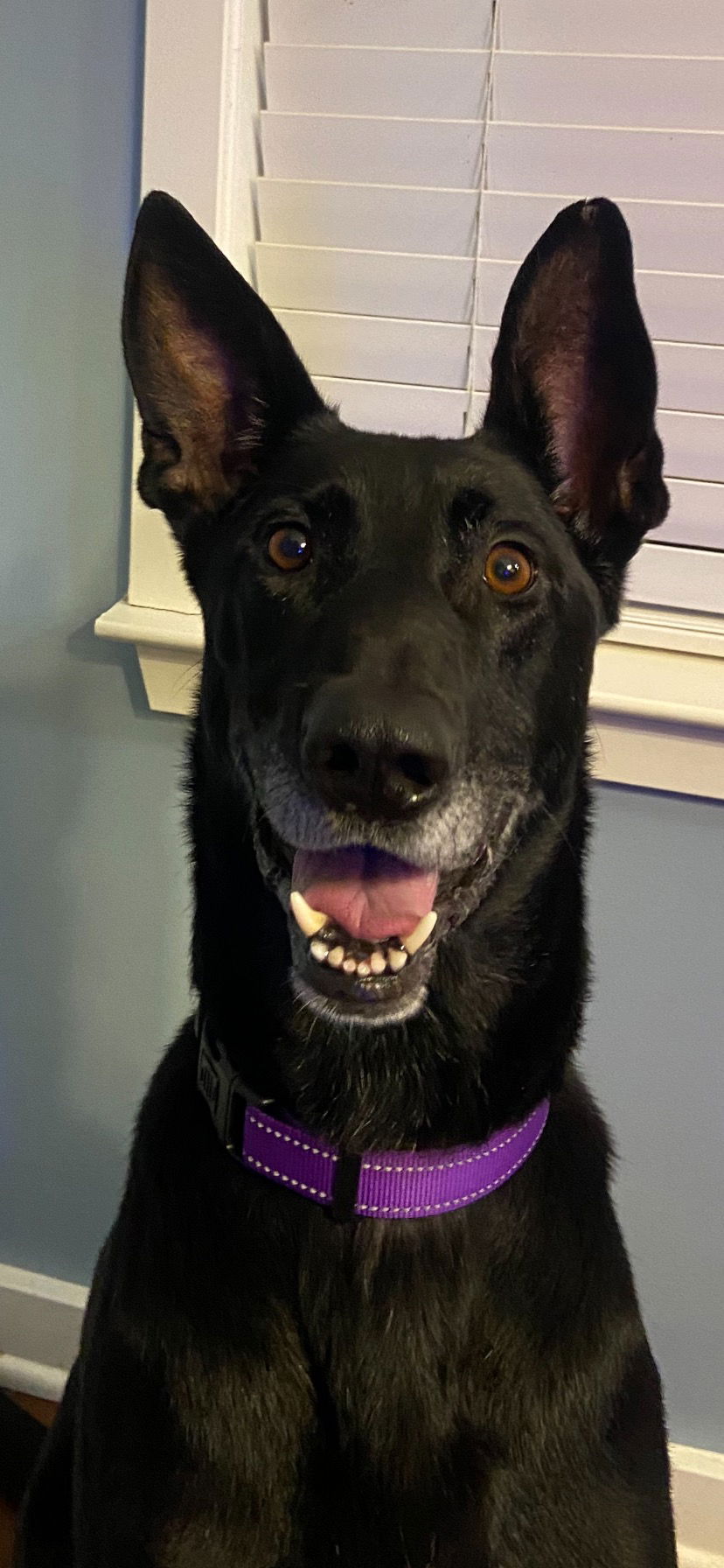 Loki