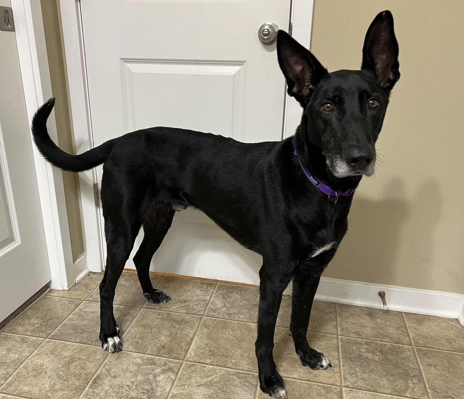 Loki