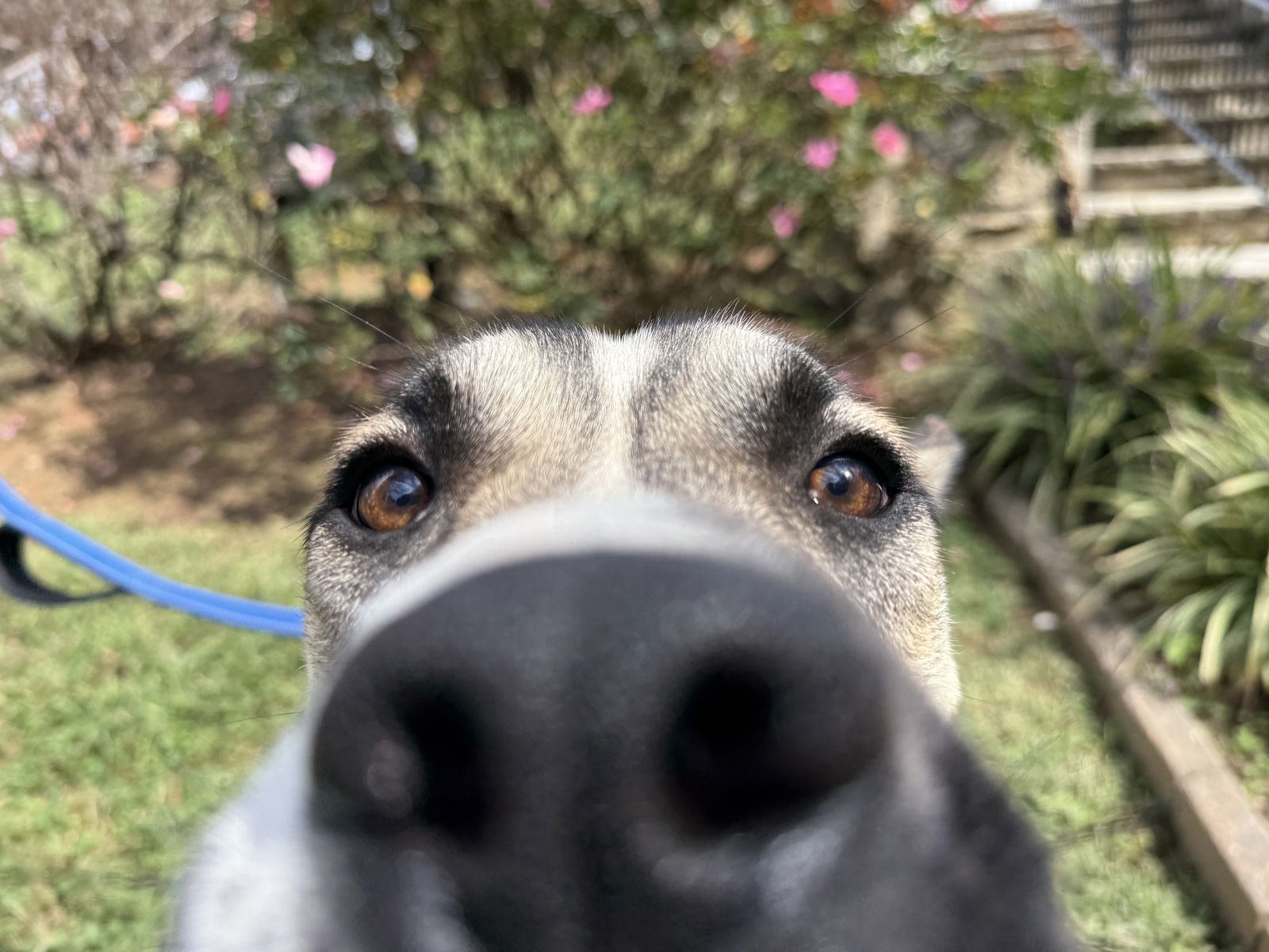 Nitro
